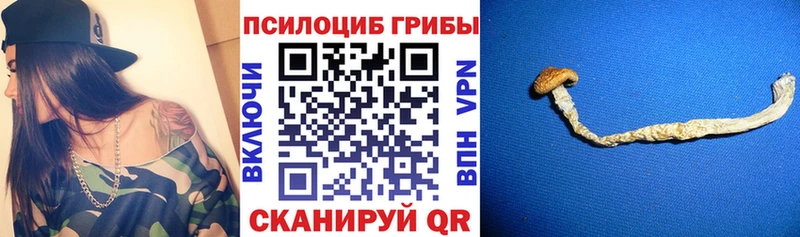 Псилоцибиновые грибы Psilocybe  Новоаннинский 